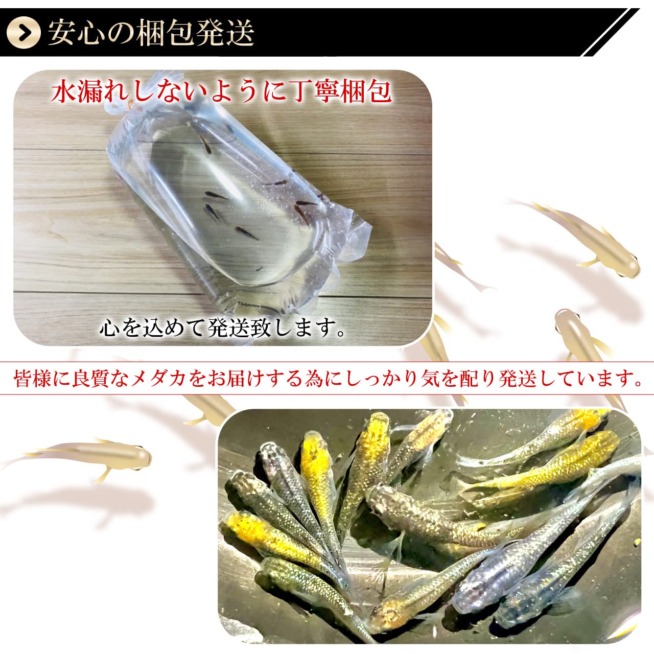 メダカ生体、育成用品全て引き継いでくれる方！